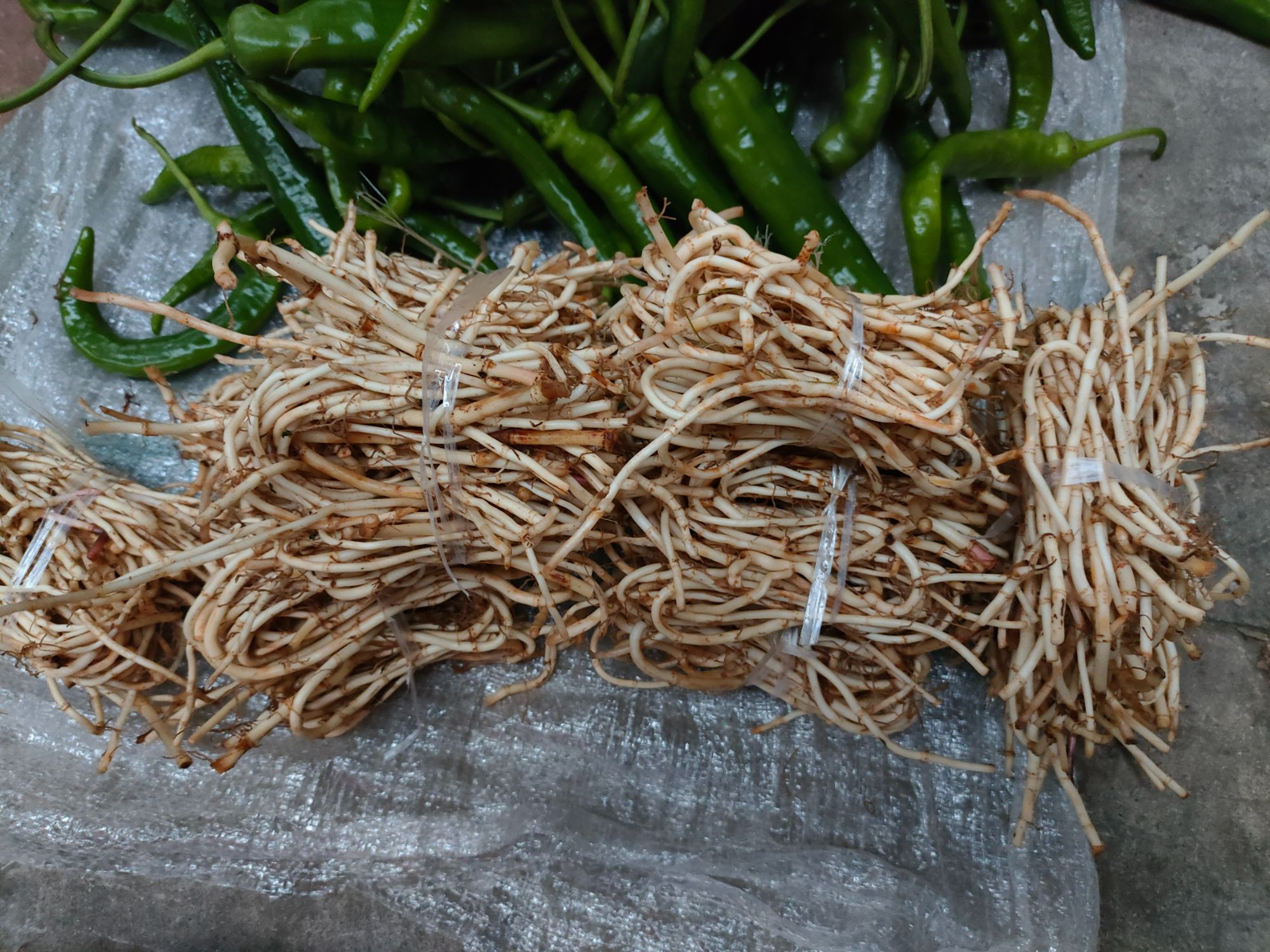 【东子】云南土特产-鱼腥草