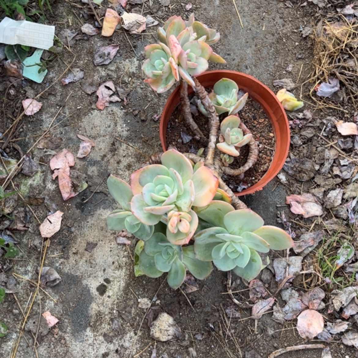 【闪购商品】无花朵天*