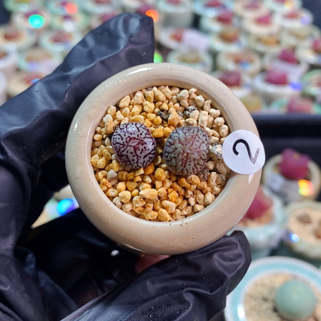 5830--一物一拍 带盆