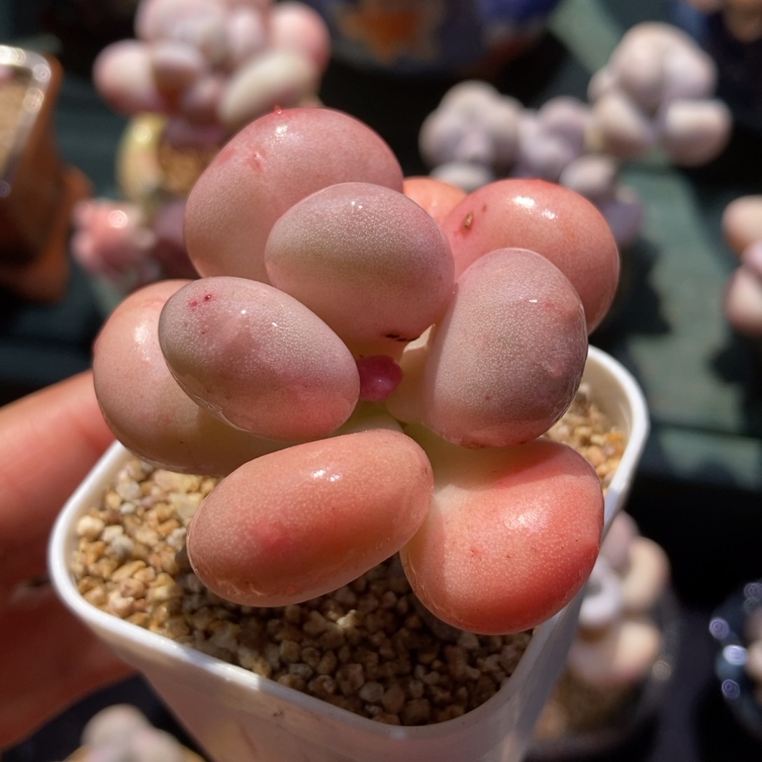 油煎丸子一物一拍