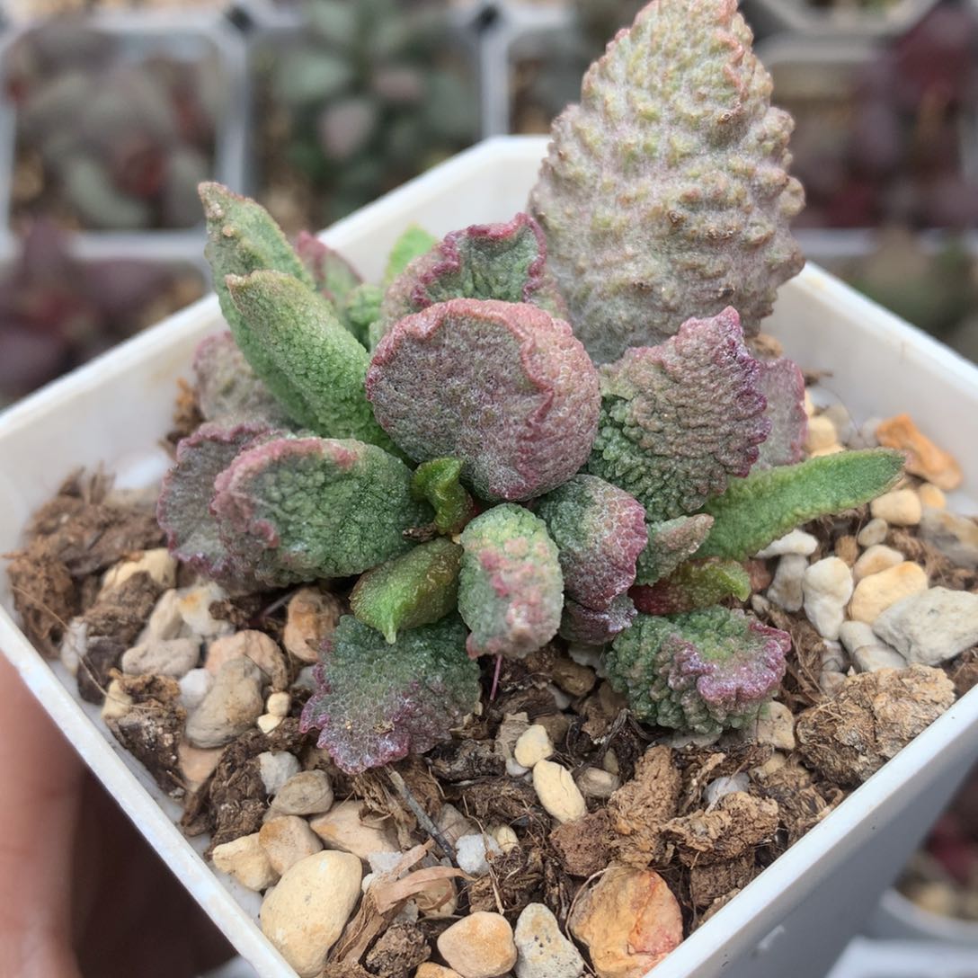 哈默小怪兽多肉植物水泡