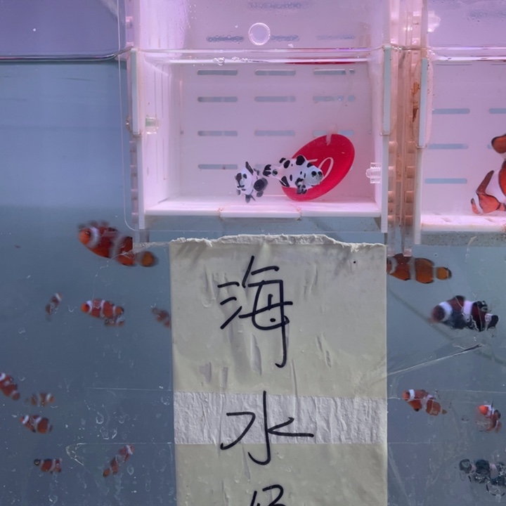 海水鱼精品熊猫2条2.5-3