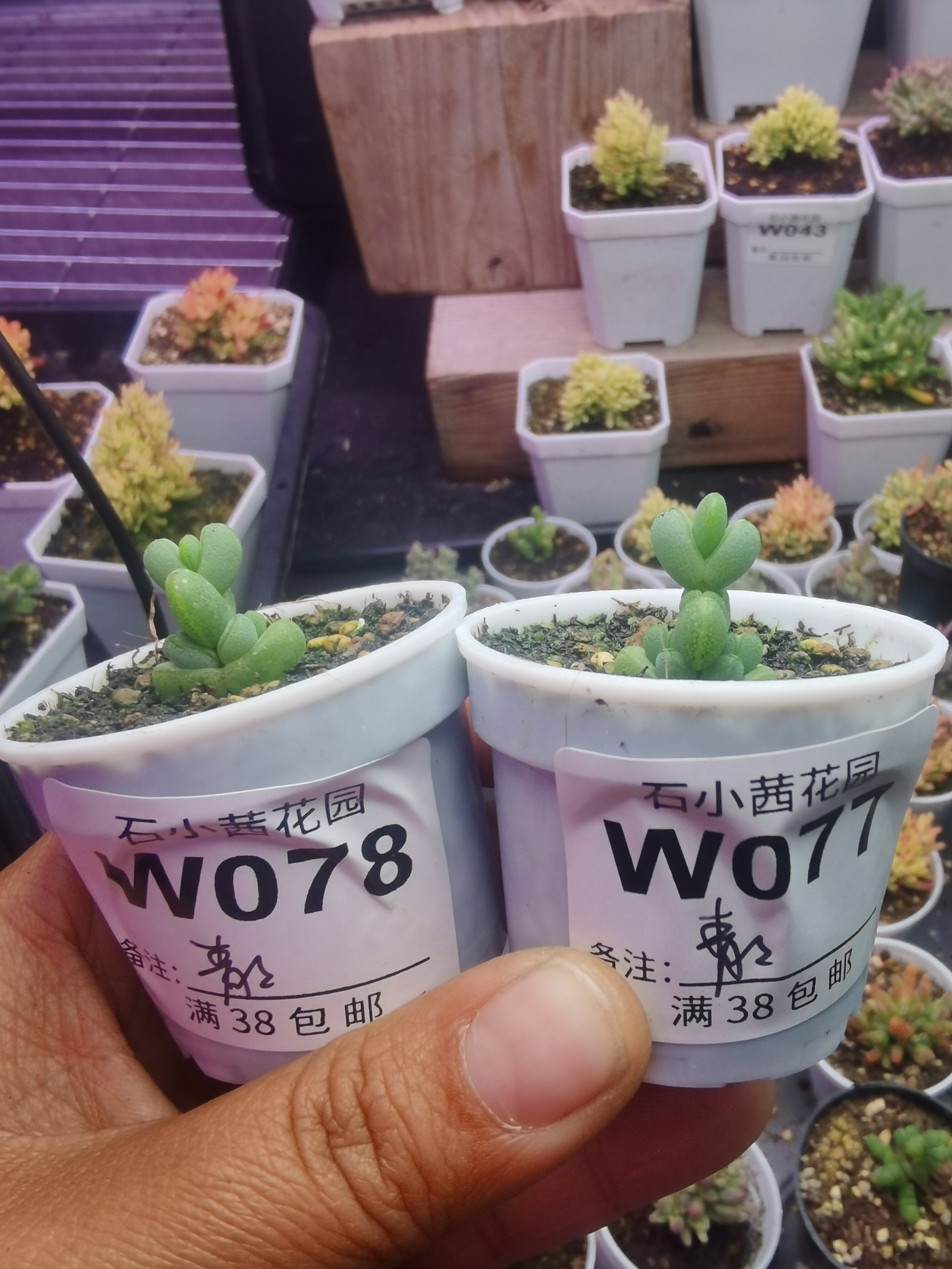青青专拍折后多肉植物枝干番杏元宝