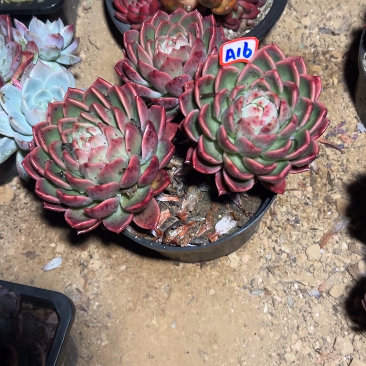 时***初精品多肉植物老桩