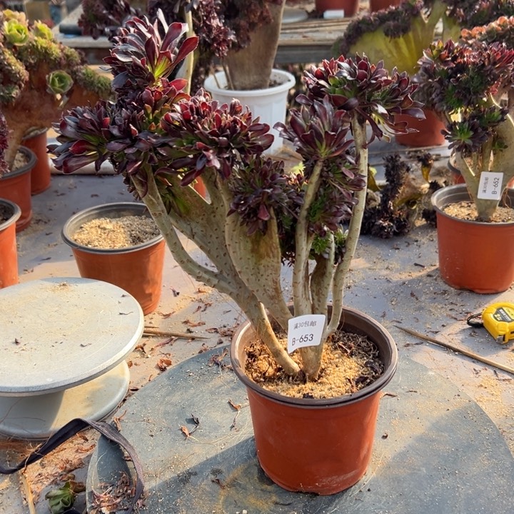 653黑法师啊啊啊啊