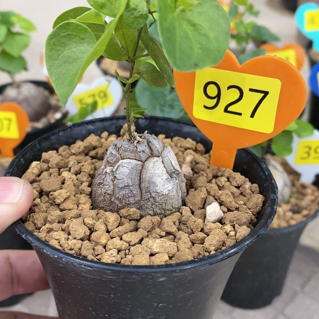 南非龟甲龙龟甲龙