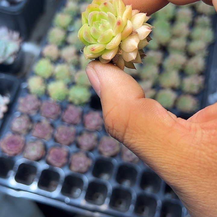 双头麦秆 满10颗包邮