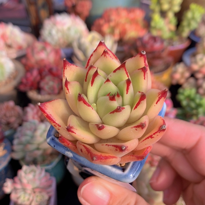 一物一拍含盆土满38包邮C353