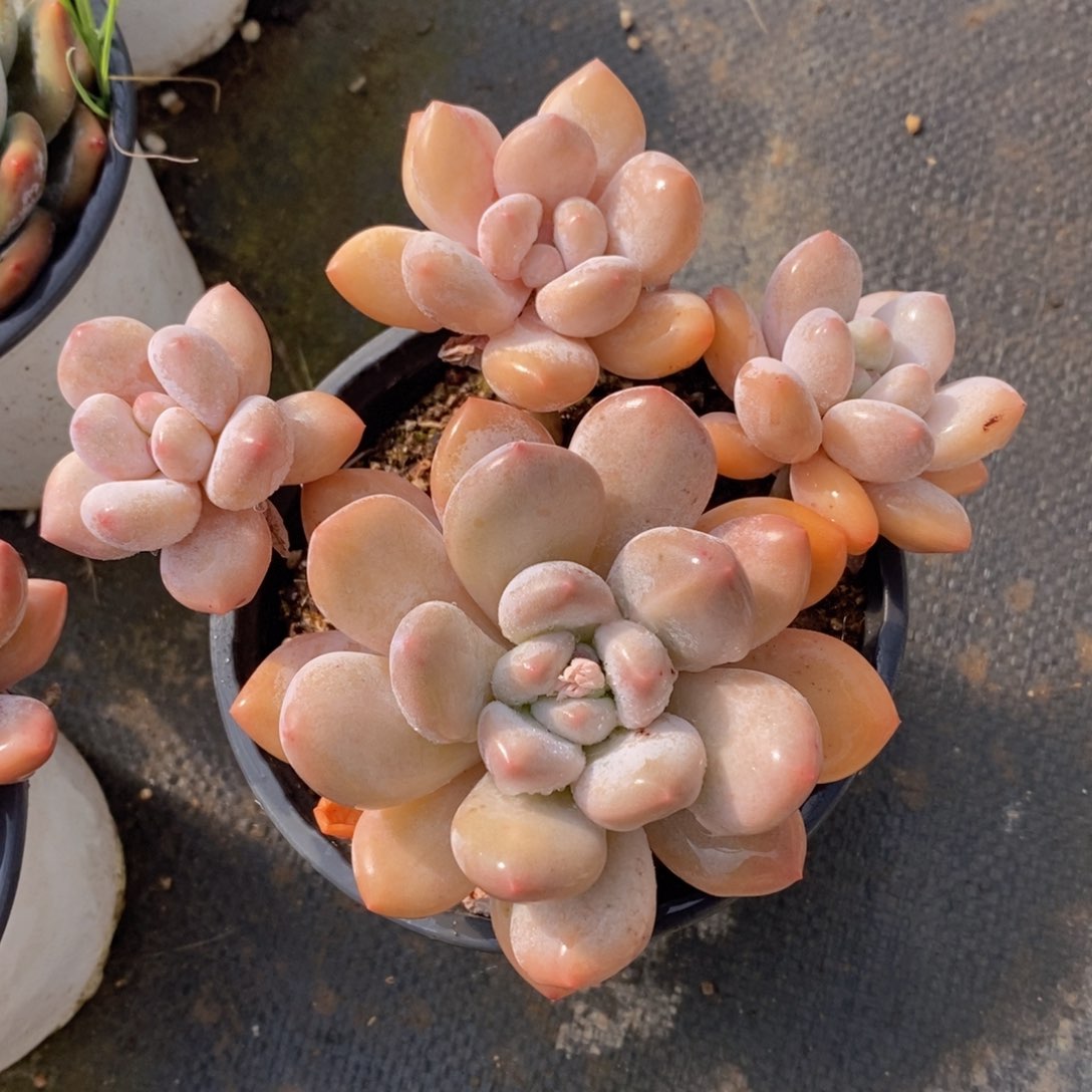 可问主播品种，下滑链接更多品种选择