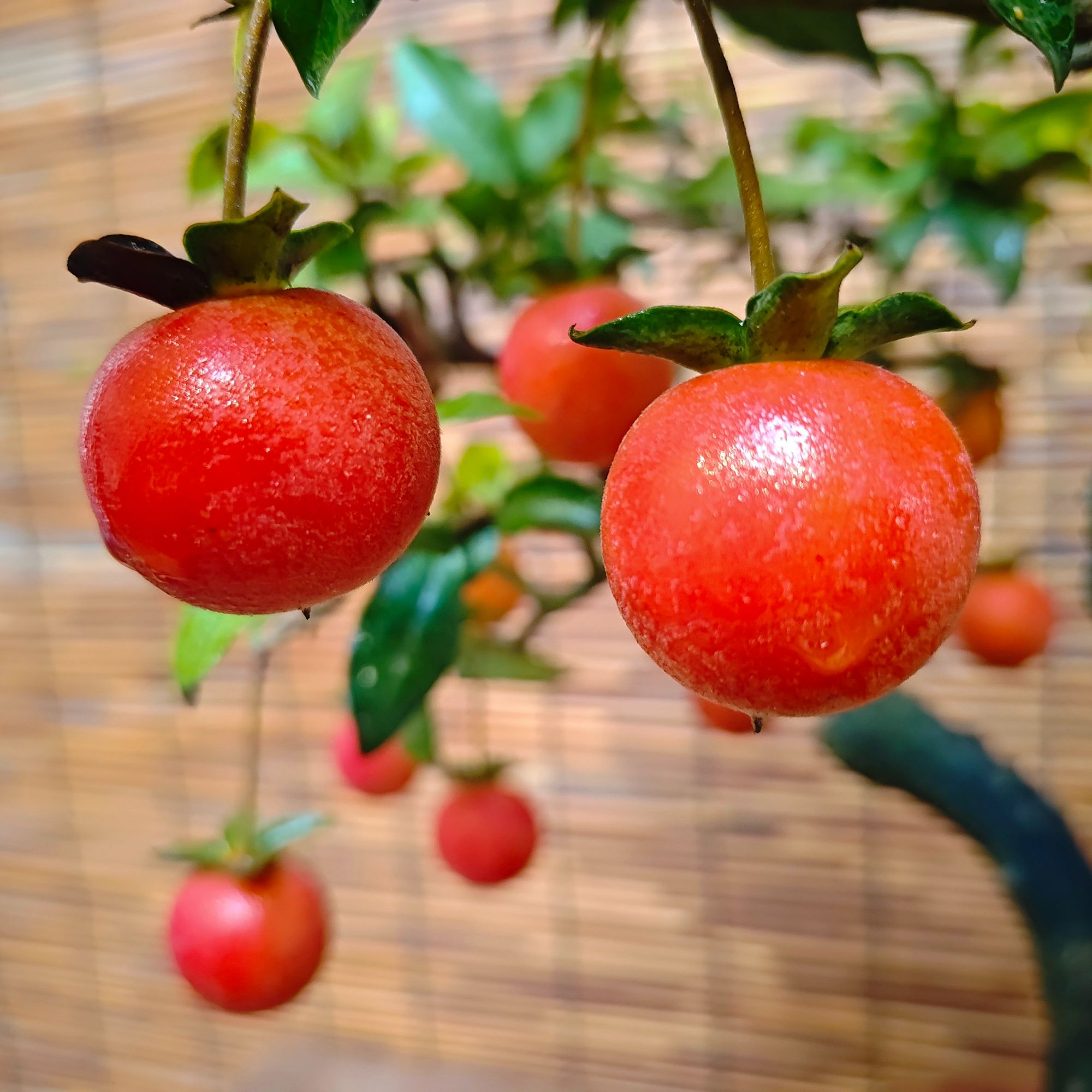 灌木金弹子直播间专用一物一拍3号链接