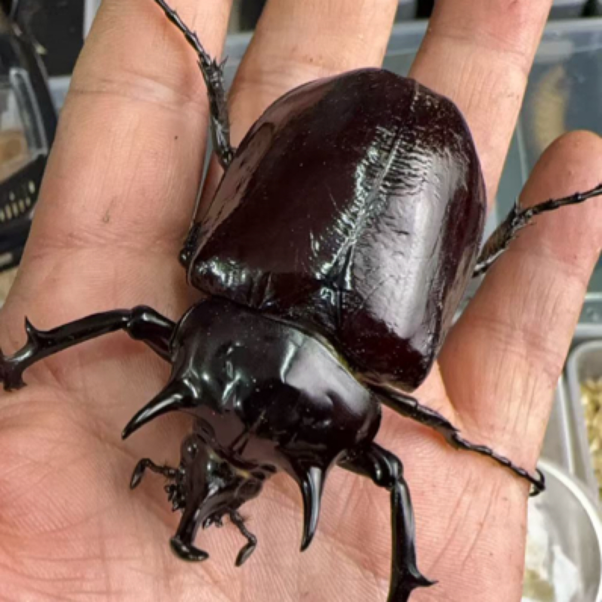战神大兜虫 成虫活体（21号）68mm