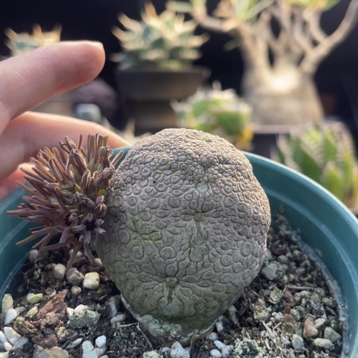 【闪购商品】凝蹄玉