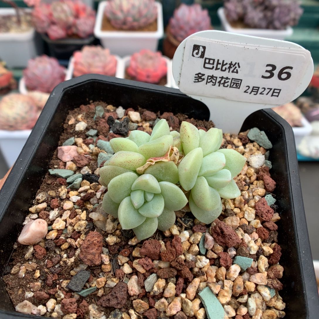 36翡翠冰玉三头绿透色