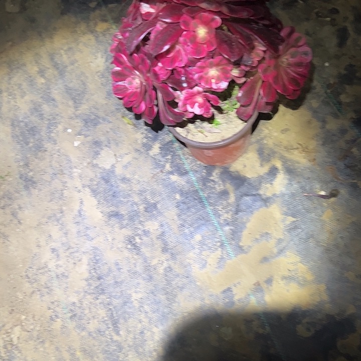 法师一物一拍链接19