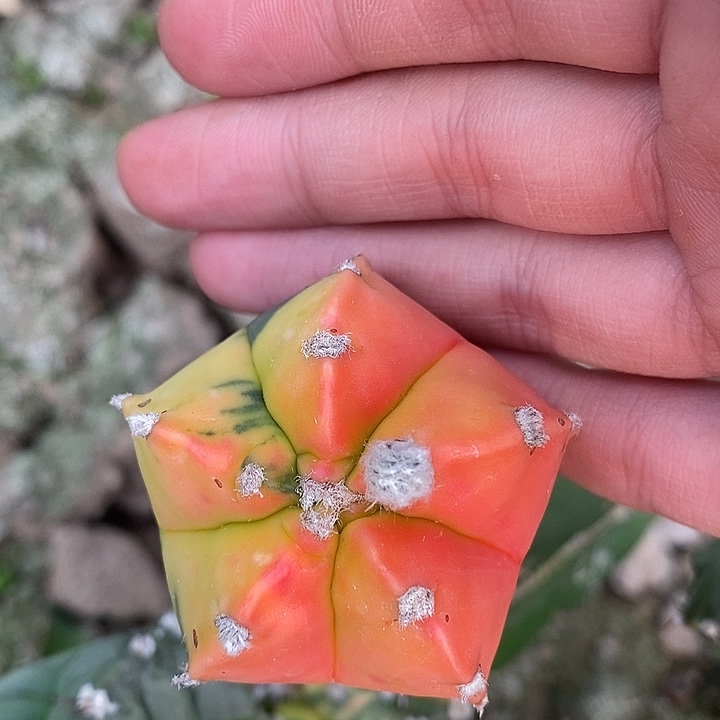 散斑苗接龟甲鸾锦