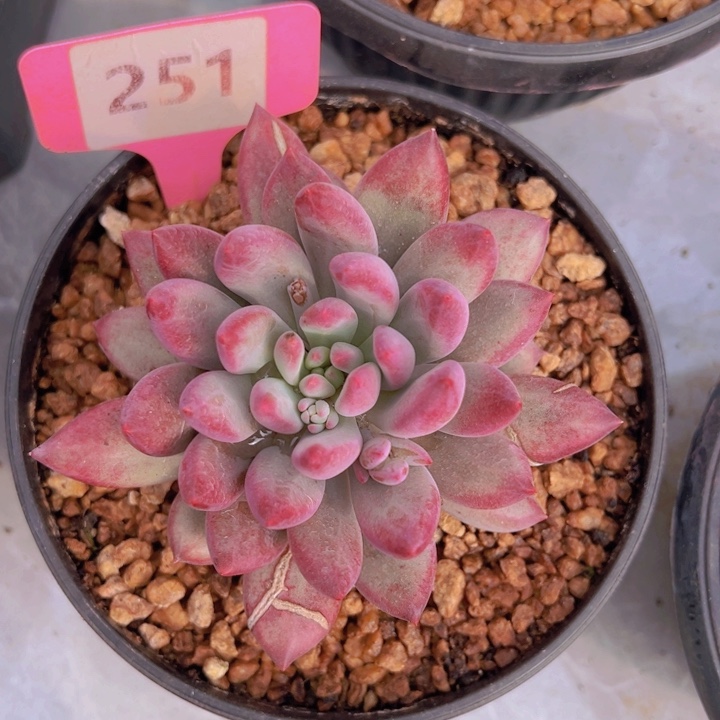 健健康康平平安安