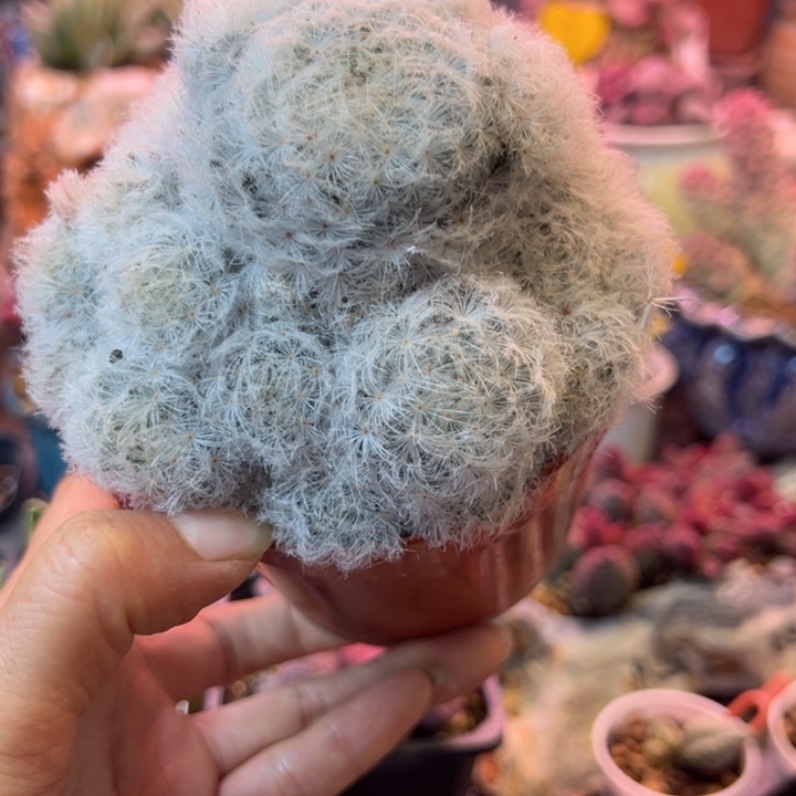 可以吗你说你不知道吗你