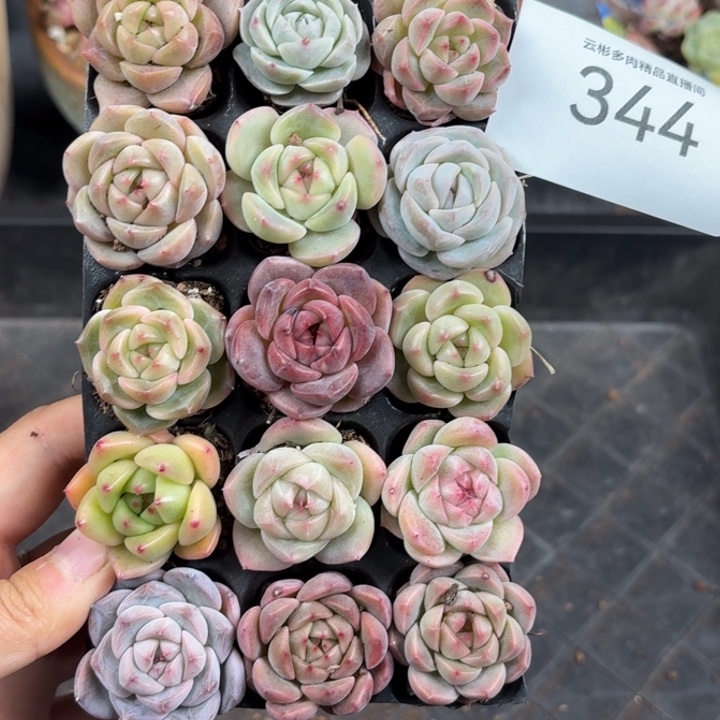 葛***乐344。                 