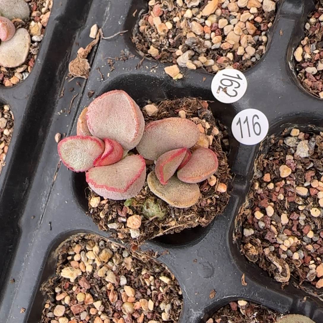 粉雪蛋多肉水泡植物116