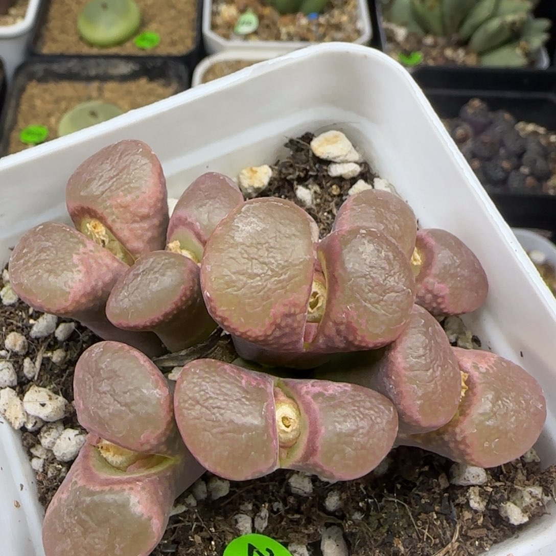 釉面日系大型红风铃群285