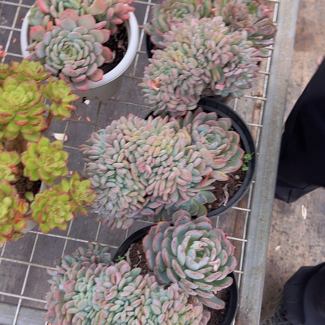 玛瑙缀 多肉植物
