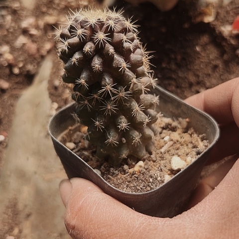 117处理仙人球的方法
