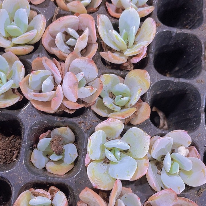 精品韩版奶茶多肉植物