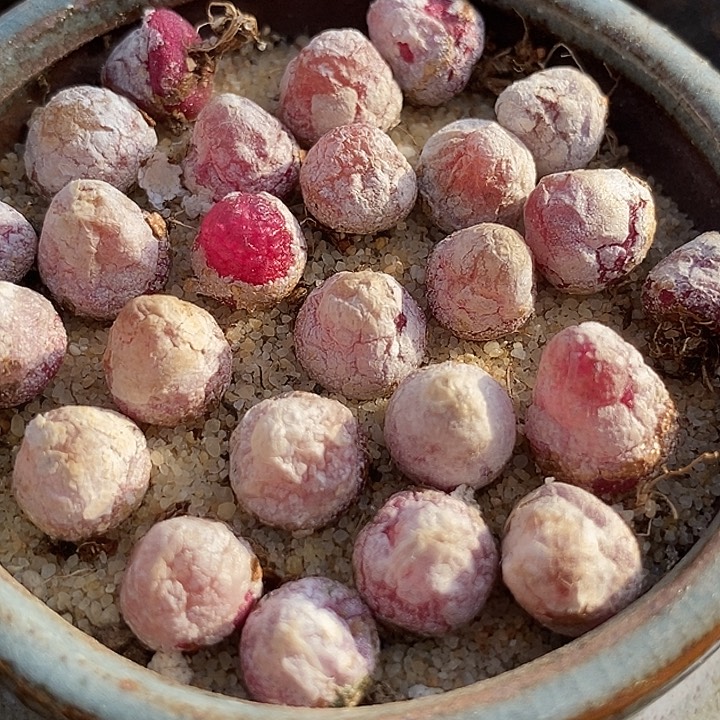 小灯泡一颗   0.7厘米以上