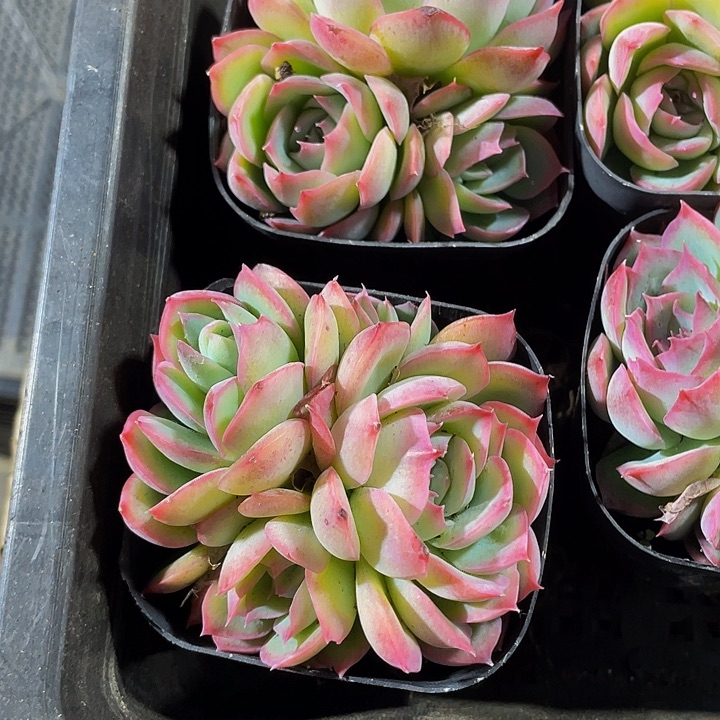 群侧影群2.8带盆土