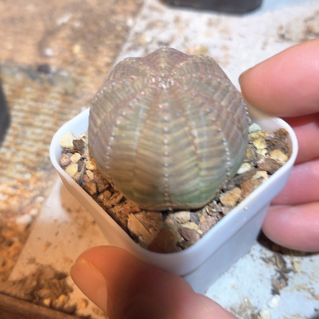 实生布纹球【满38包邮2天凑单，脱土晾根发货】
