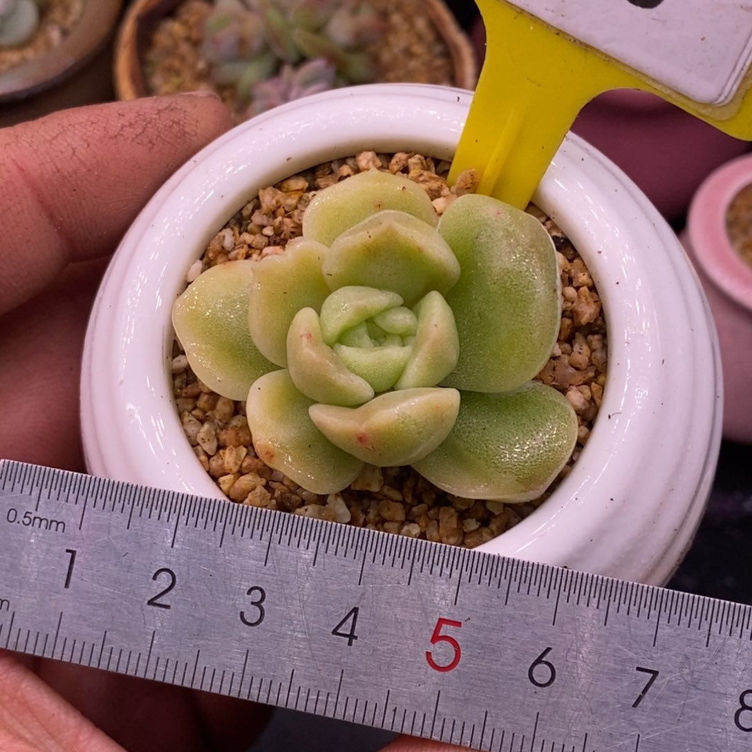 3105冰玉锦，多肉…………