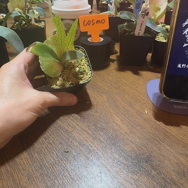 无花朵鹿野直播间竞拍Cosmo