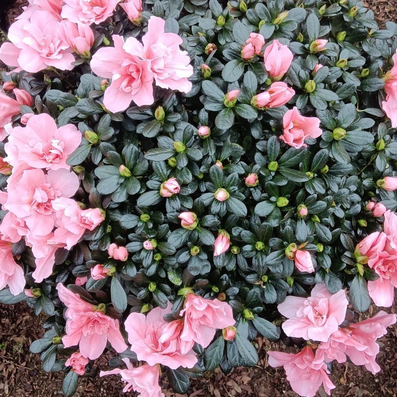 中国红比利时杜鹃花(偏远地区不包邮，或者另加运费)