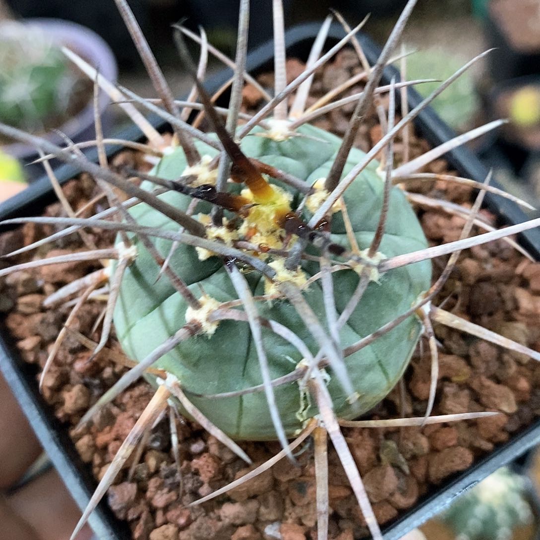 孤品实生苗接自根强根渡边超级天平4.8cm