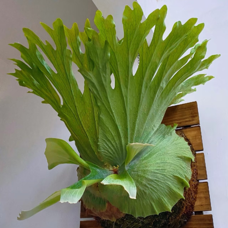 【二木林】（女王鹿角蕨）室内好养 可挂板上墙 原盆原土发货
