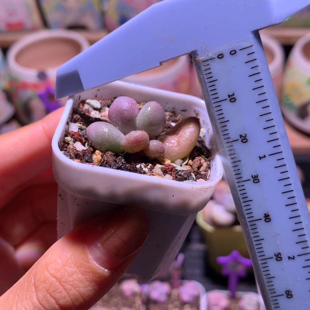 米可奶带锦纹 不凑满28元发一片叶 不售后 到付