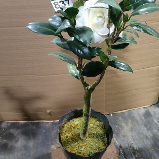 837黄达，原盆原土发货