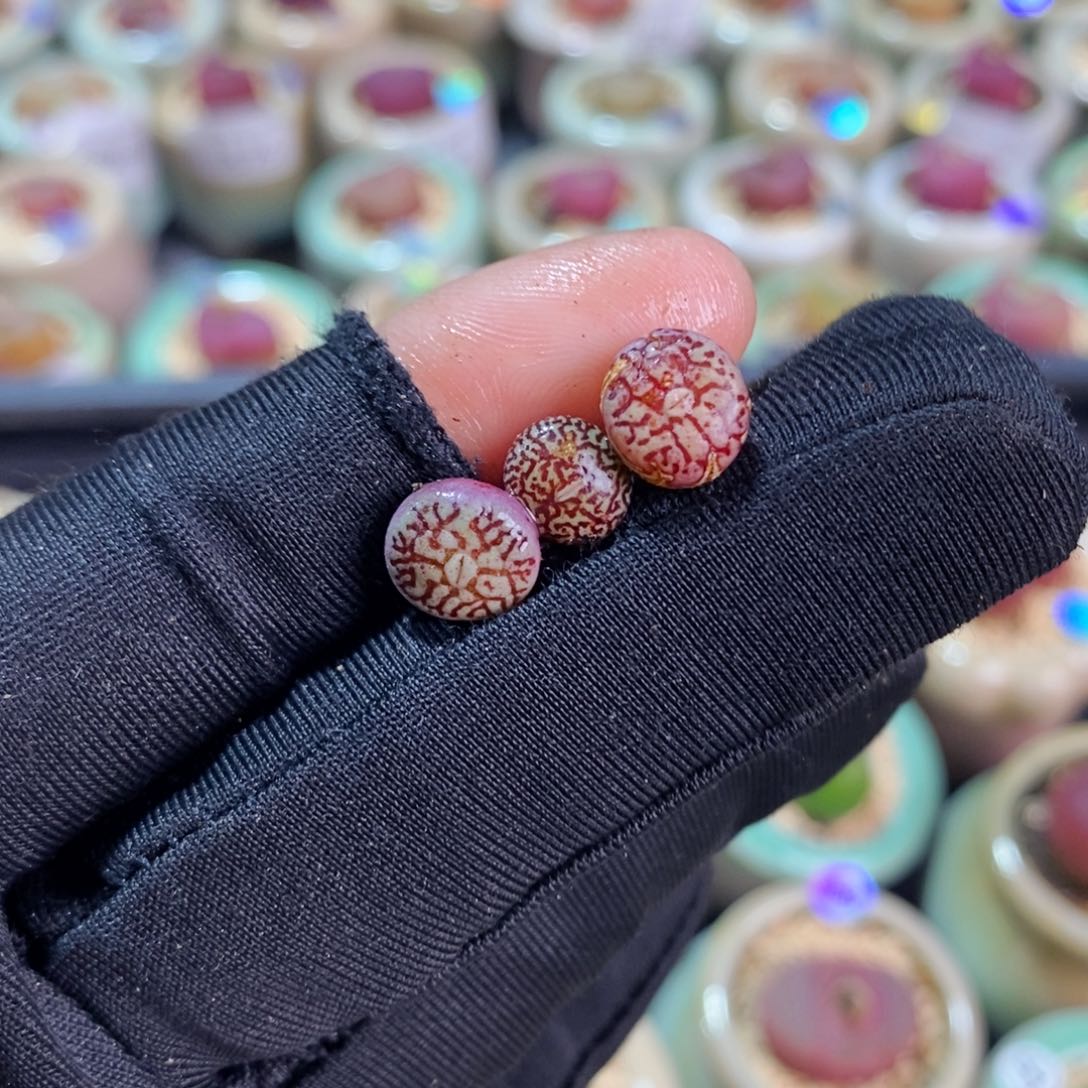 5956--一物一拍 墨福利一颗 