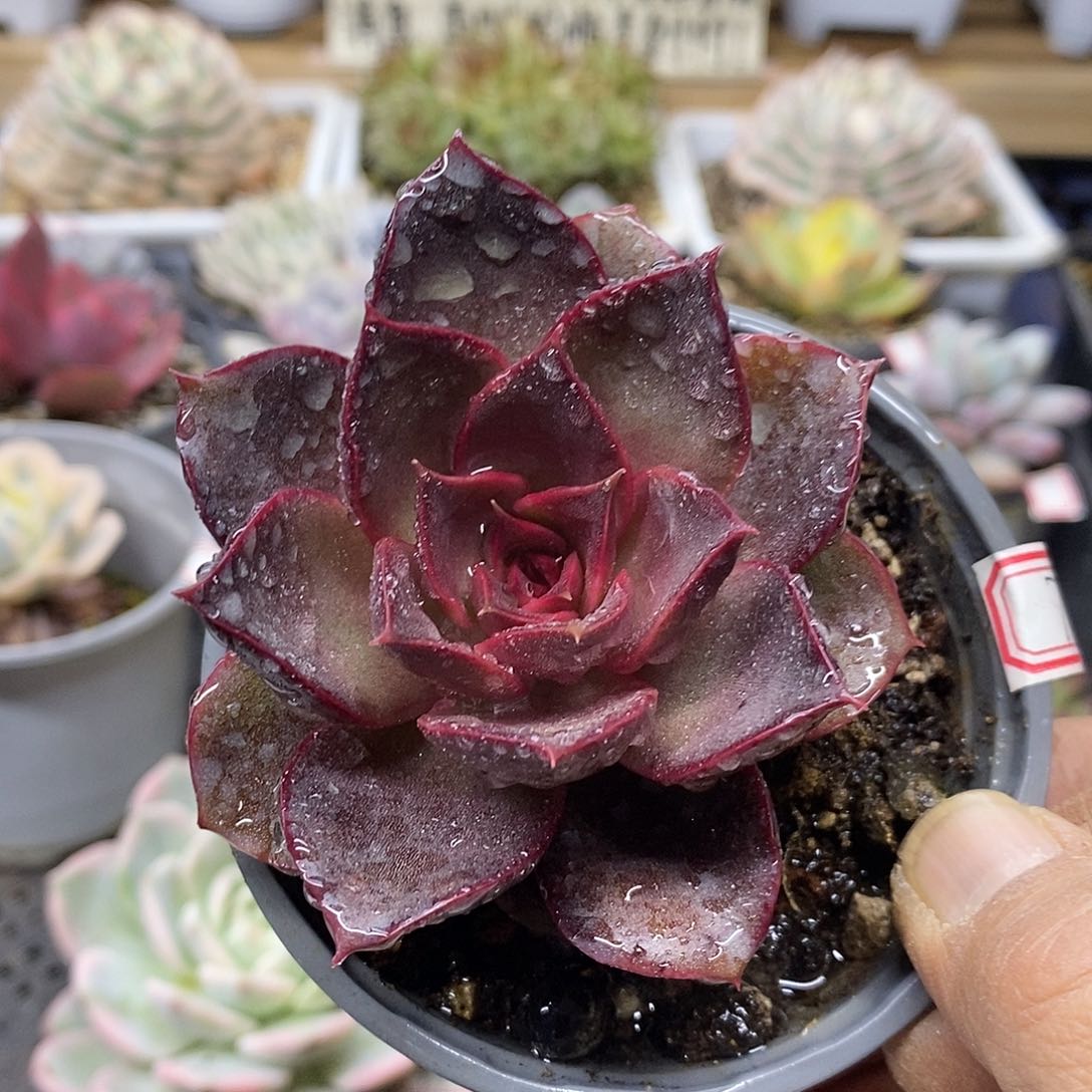 2875 发光玫瑰多肉