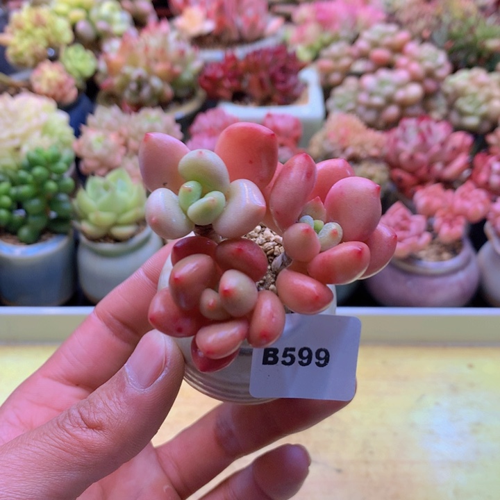 一物一拍满38包邮B599