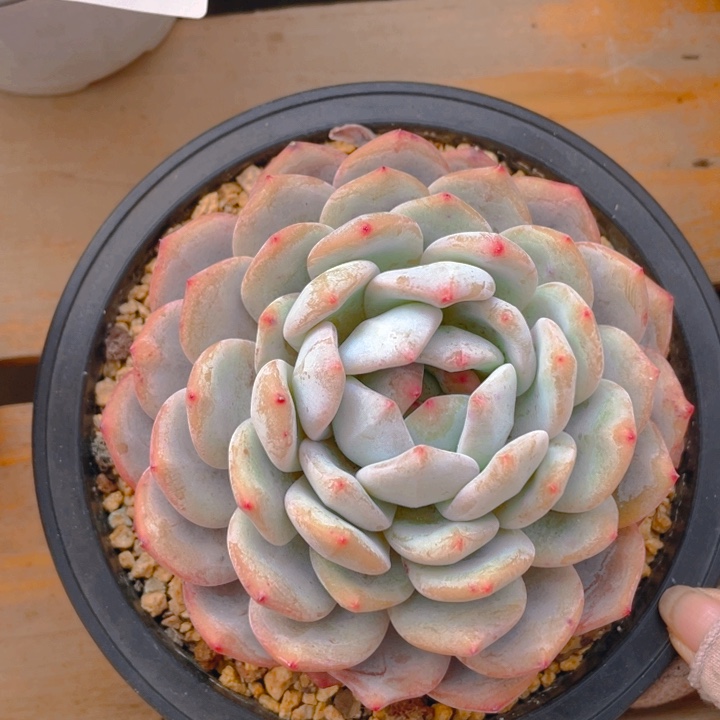 谢谢你的支持0000001240