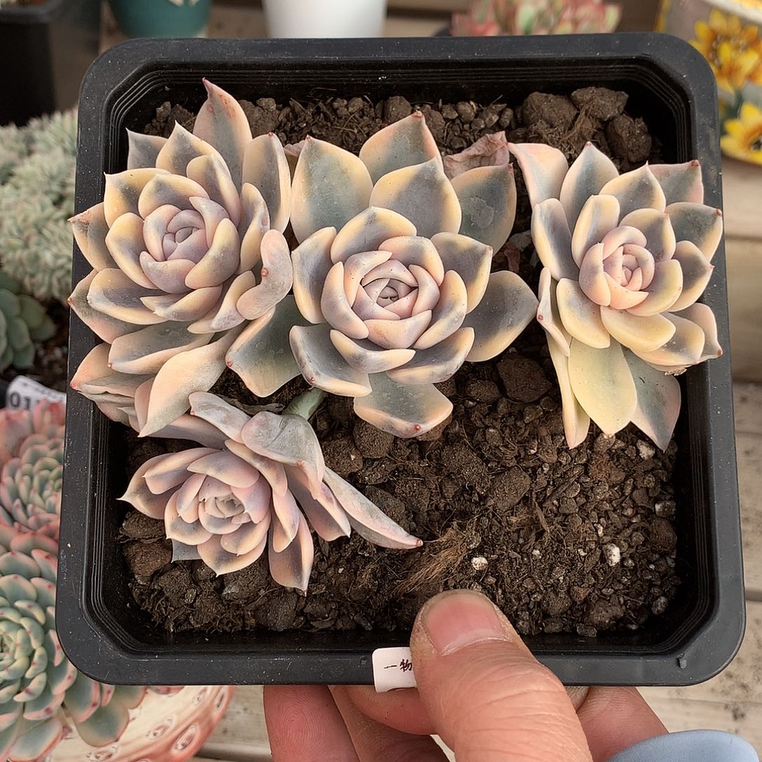 107汉堡锦多肉一颗1