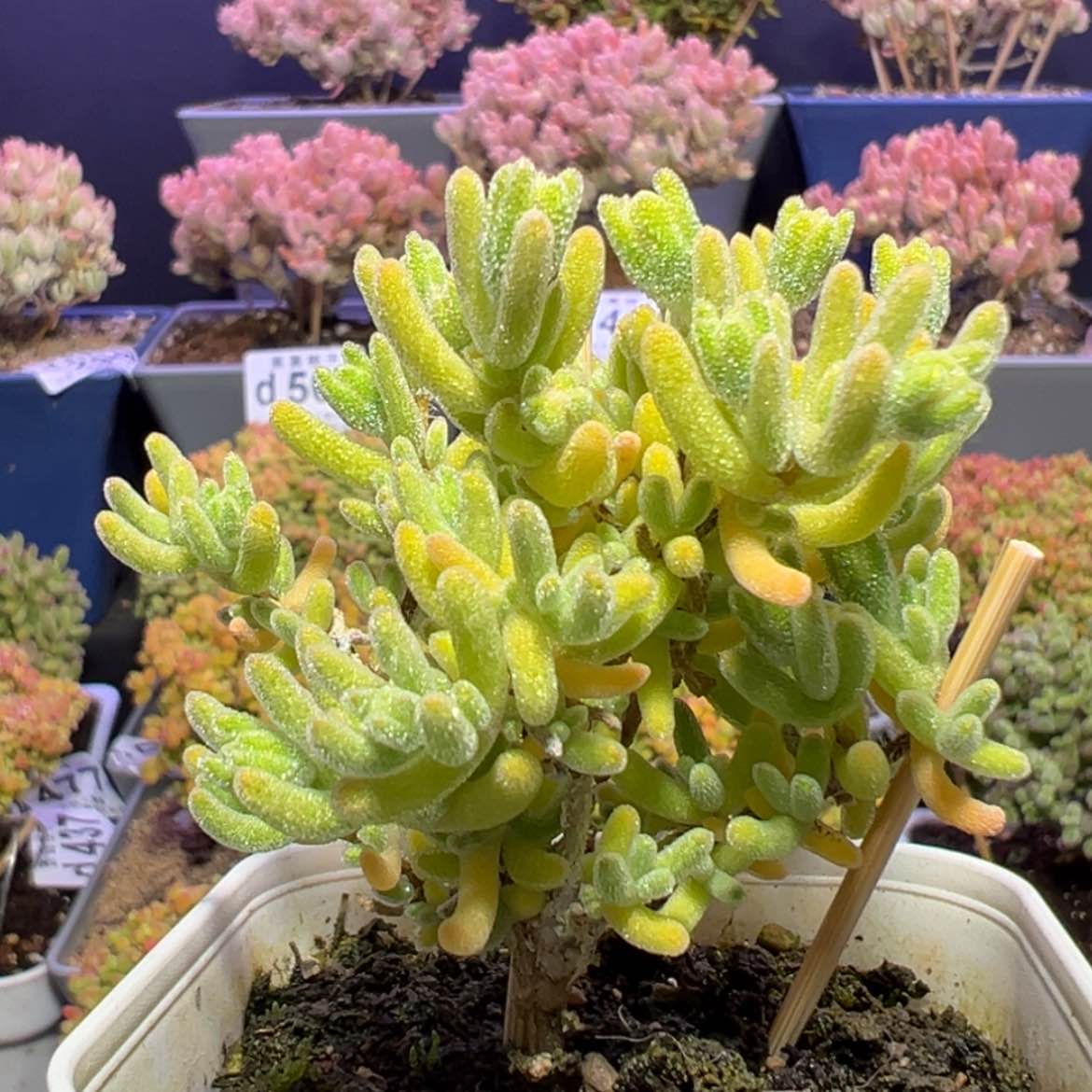 【闪购商品】d232白晶枝干番杏