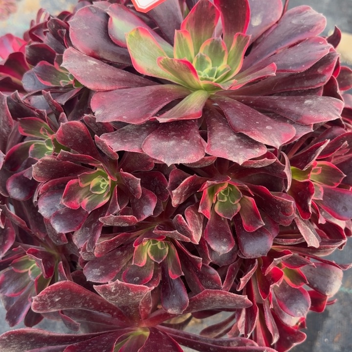 凤冠多肉法师不包损44