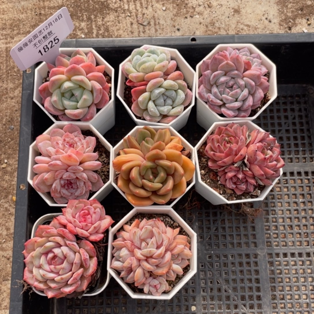 不包整散 盆子不售后1825