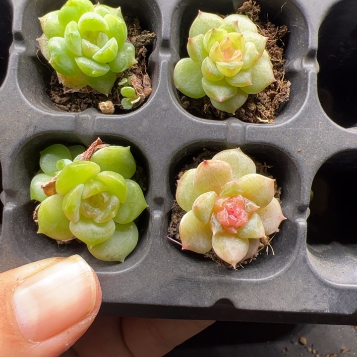 一物一拍精品多肉植物