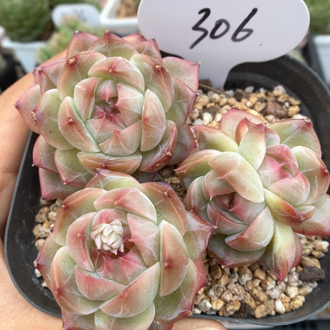 钻心珍妮群生306号。