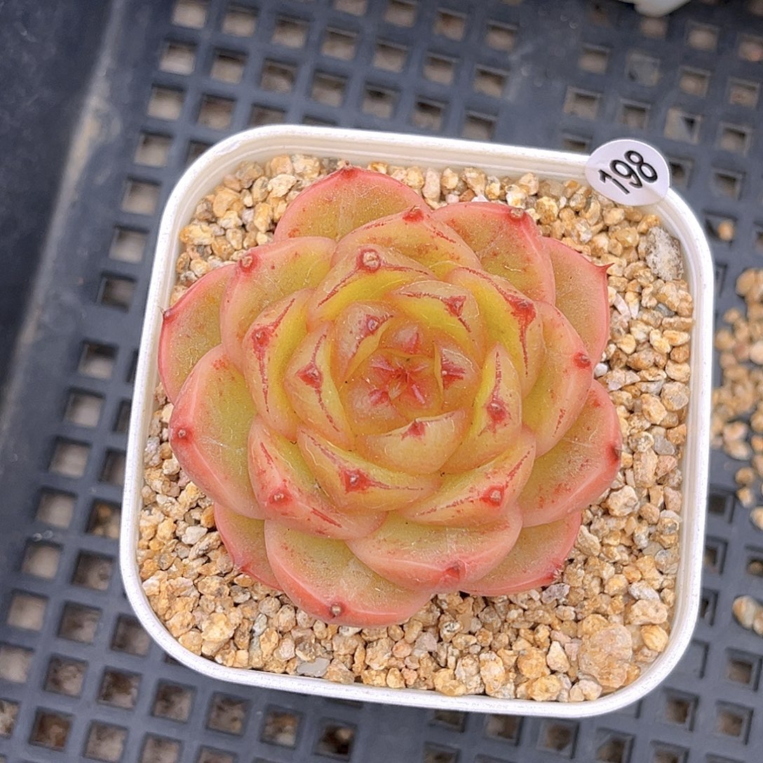 198  新品珍妮满18包邮