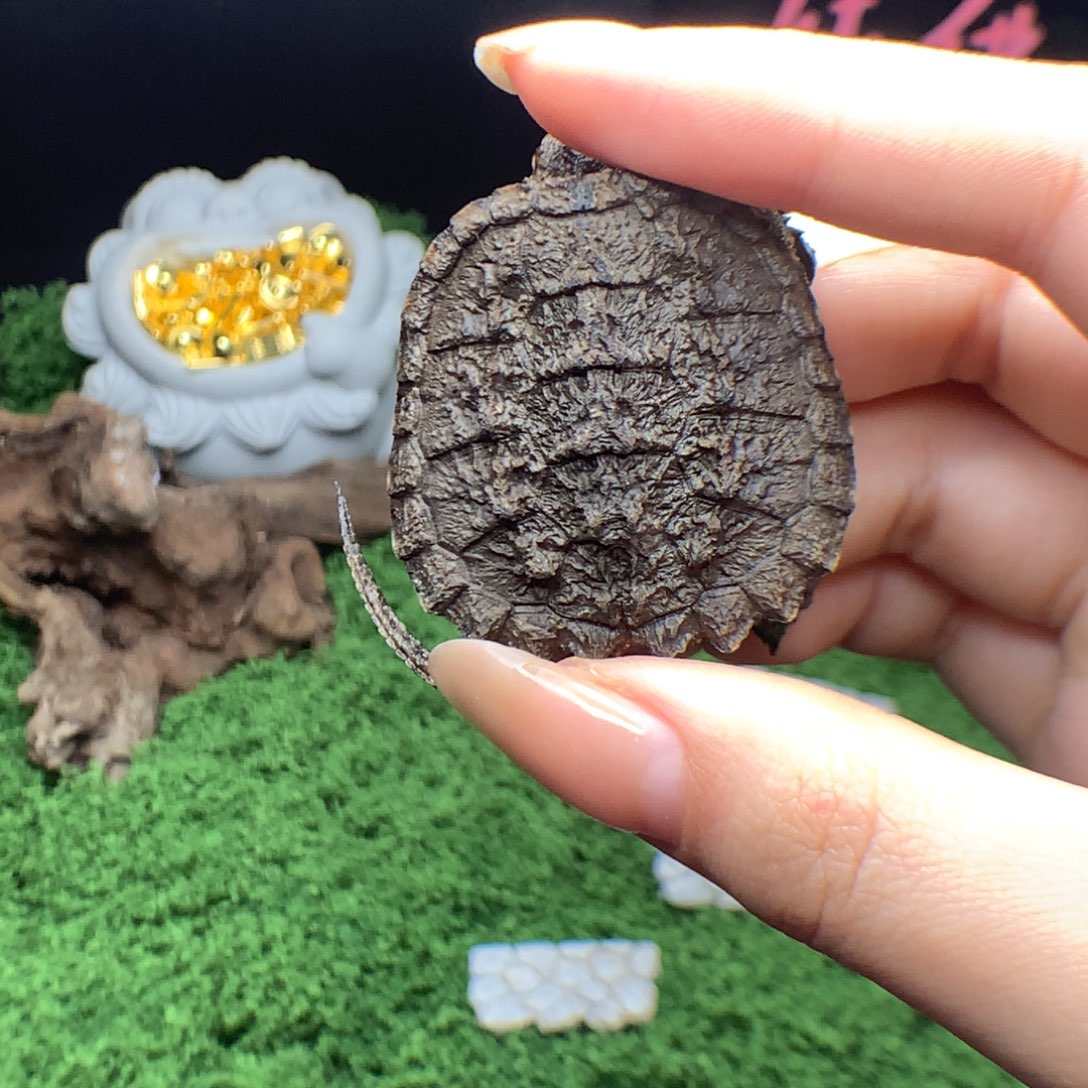 绿毛龟母灵魂哥北美专属链接