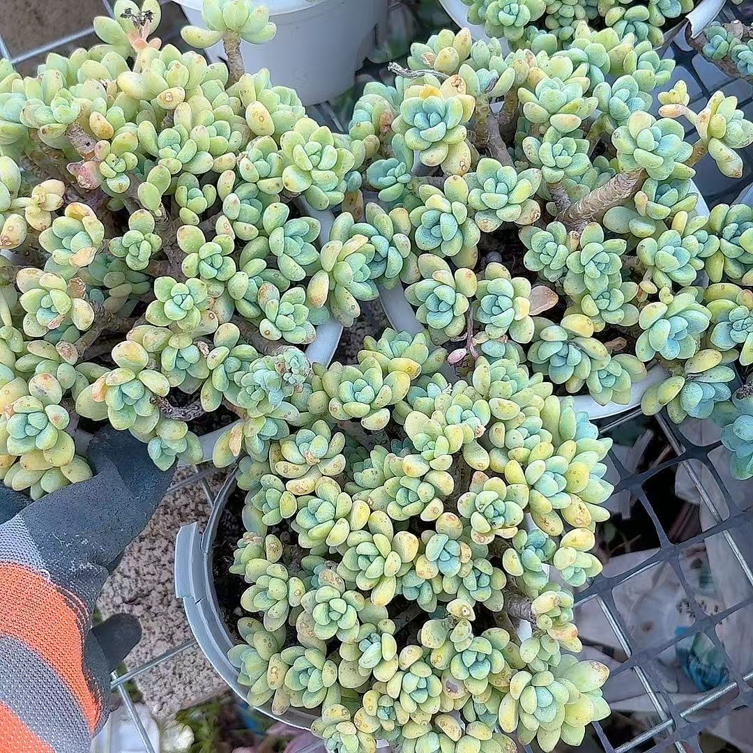 樱花罗琦2颗 精品多肉（满2单包邮）清欢园艺多肉植物室内绿植盆栽